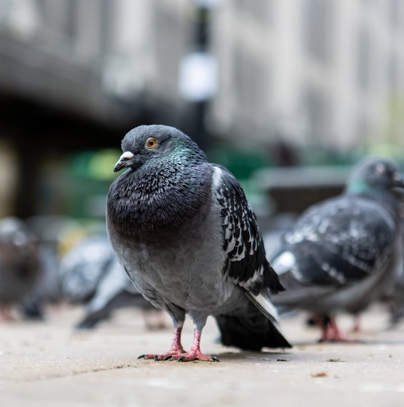 街角のハト