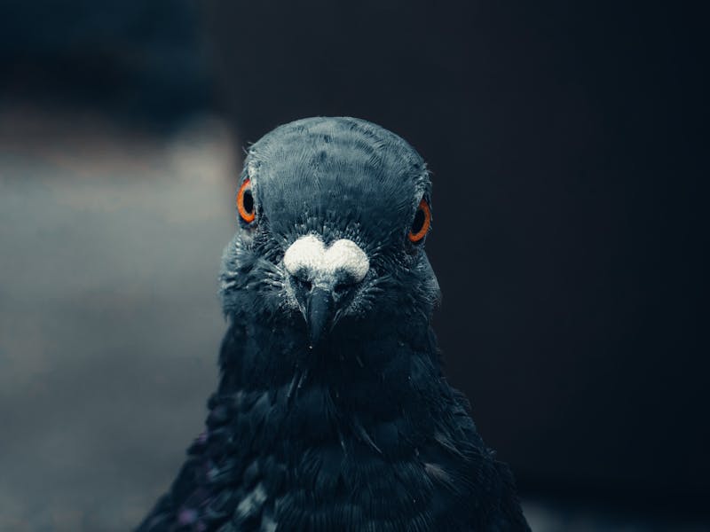 鋭い眼光のハト